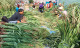 Thương lái nườm nượp đổ về làng hoa lay ơn lớn nhất nước dịp Tết