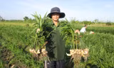 Nông dân miền Tây trúng đậm mùa gừng