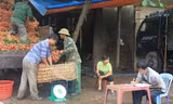 Thương lái Trung Quốc đổ xô mua vải thiều Bắc Giang
