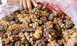 Về thủ phủ cà phê nghe huyền thoại chồn