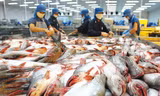 Cửa nào cho cá tra vào thị trường Mỹ. Ảnh: Tiến Dũng