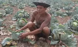 Ông Quang với ruộng bắp cải héo dưới nắng. Ảnh: Xuân Lương