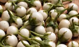 Những điều chưa biết về cà pháo