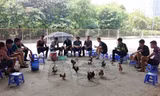 Trào lưu mới: Nuôi một 'em' serama