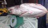 Cá lạ nặng 10kg mắc lưới, nghi cá sủ vàng