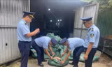 Phát hiện kho hàng chứa 8 tấn chân gà không rõ nguồn gốc tại Móng Cái