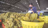 Kết quả xác minh vụ 30 lô sầu riêng nhiễm cadimi