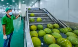 5.000 quả bưởi Việt sang Anh mất tới 70 ngày