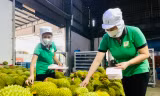 Tin giả gây hại cho thị trường sầu riêng 