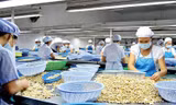 Việt Nam nhập khẩu hạt điều tăng vọt, giai đoạn bất thường tái diễn?