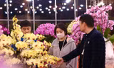 Lan hồ điệp tràn ngập Hà Nội 