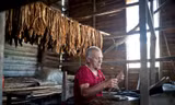 Một nghệ nhân đang thao tác với lá Cigar.