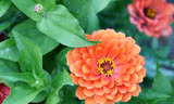 Hoa cúc Zinnia mới được 'gieo hạt' bên ngoài vũ trụ 