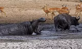 Hà mã ngoác miệng thị uy nhằm đuổi trâu rừng khỏi vũng nước. Ảnh: Latest Sightings.