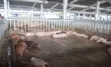 Đàn heo ăn chất cấm nằm li bì.