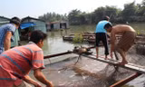 Cá chết tại một bè nuôi cá