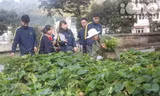 SV Hà Nội và mô hình rau sạch 900 triệu đồng
