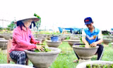 Thủ phủ hoa cúc lớn nhất miền Trung vào vụ Tết