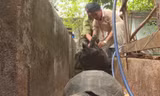 Rùa quý hiếm nhốt trong nhà ông Triển