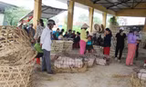 Chưa bao giờ, người ngồi không lại nhiều hơn người mua bán và bồng heo trong chợ Bà Rén như những ngày “bão” dịch này Ảnh: Thanh Trần