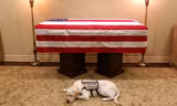 Chú chó Sully nằm cạnh linh cữu cố tổng thống George H.W Bush. Ảnh: Instagram.