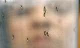 Virus Zika (lây truyền chủ yếu qua muỗi vằn Aedes) được cho là đã tiến hóa và nguy hiểm hơn do chúng có thể tự nhân bản trong mô não. (Ảnh minh họa)