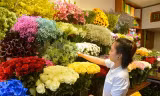 Hoa 'lạ' nhập ngoại bán ngập phố Sài Gòn dịp 20/10