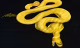 Động tác cuộn mình như lò xo khi rình bắt mồi của rắn biển Hydrophis Platurus Xanthos. Ảnh: Zookeys.