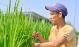 Hàng độc cây cảnh chơi Tết từ lúa, bắp 