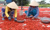 Ớt trồng ở miền Tây chủ yếu xuất sang Trung Quốc, nhưng hiện thị trường này ngừng "ăn hàng" khiến sản phẩm của nông dân bí đầu ra. Ảnh: A.X