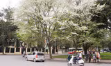 Cây thàn mát, được biết đến nhiều hơn với tên gọi cây sưa trắng, là loài cây rất độc được trồng phổ biến ở Hà Nội.