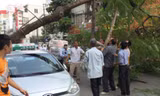 Không mưa dông, cây xanh vẫn bật gốc đè xe taxi