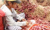 Đủ mọi lứa tuổi mưu sinh bằng nghề bóc hành thuê tại "Vương quốc hành tím" Vĩnh Châu. Người dân địa phương cho rằng, chính việc không dùng đồ bảo hộ khi bóc hành đã khiến số người mù lòa ở địa phương này không ngừng tăng lên. Ảnh: Q.Huy