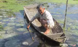 Ông Hai Ánh trồng bông súng lấy tiền mua cá tạp.
