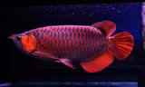 Cá rồng huyết long