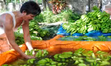 Thương lái ồ ạt gom chuối xuất sang Trung Quốc