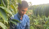 Hái trộm hàng trăm kg cà phê, bị bắt trên đường đi tiêu thụ 