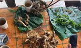 Tiêu hủy gần 150 cây giống sâm Ngọc Linh dởm