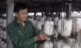 Anh Nguyễn Văn Duẩn chăm sóc vườn nấm của HTX.