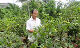 Nghệ nhân Nguyễn Văn Dưỡng đang tạo dáng, chăm sóc mai. 