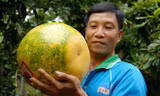 Những trái cây miền Tây để cả năm không hỏng
