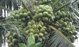 Cây dừa xiêm dây trồng được 5 năm cho rất nhiều trái