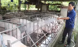 Anh Trần Nguyên Hứa đang bơm nước tắm đàn heo nái trong chuồng của gia đình. Ảnh: Đại Dương 