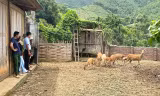 Nuôi hươu sao lấy nhung, nhiều hộ dân ở Lào Cai thoát nghèo