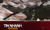 TIN NHANH: Cá biển có màu đỏ; Lời khai của các đối tượng giết mổ, tiêu thụ lợn bệnh