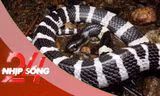NHỊP SỐNG 24: Rắn bò trong điều hòa ra cắn bé gái: Tại sao rắn hay chui vào điều hòa? 