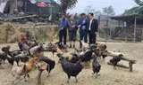 Nuôi gà đen đặc sản giúp bà con vùng cao thoát nghèo