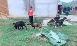 Trao sinh kế giúp nông dân thoát nghèo