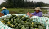 Người dân đi vớt dưa ngập nước ở xã Quảng Nham, huyện Quảng Xương, Thanh Hóa
