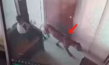 Đang ngồi trong phòng thì một con báo đi vào, bé trai 12 tuổi có phản ứng đáng nể